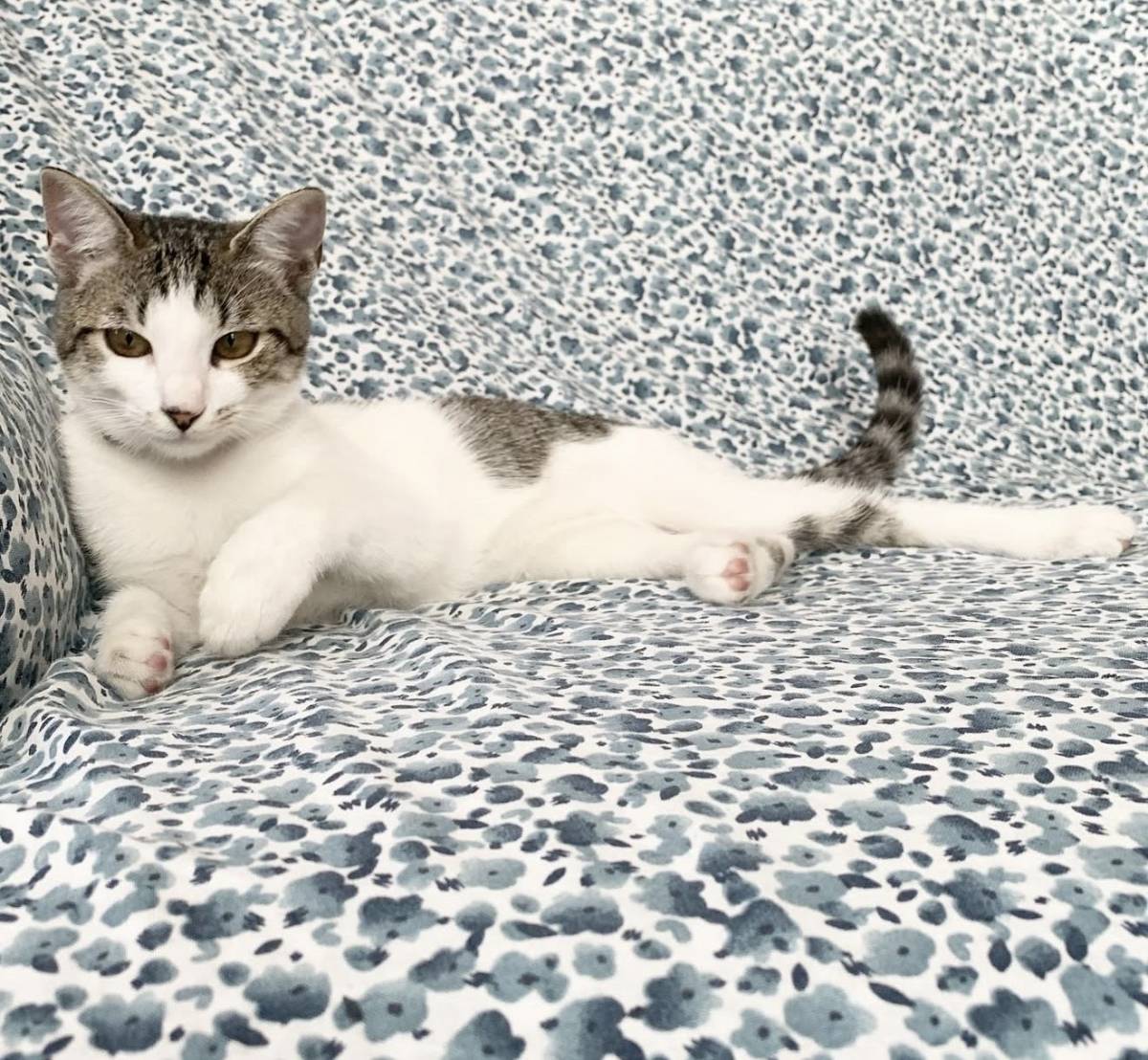 Talitapetcare - Vila Nova de Gaia - Haustierbetreuung