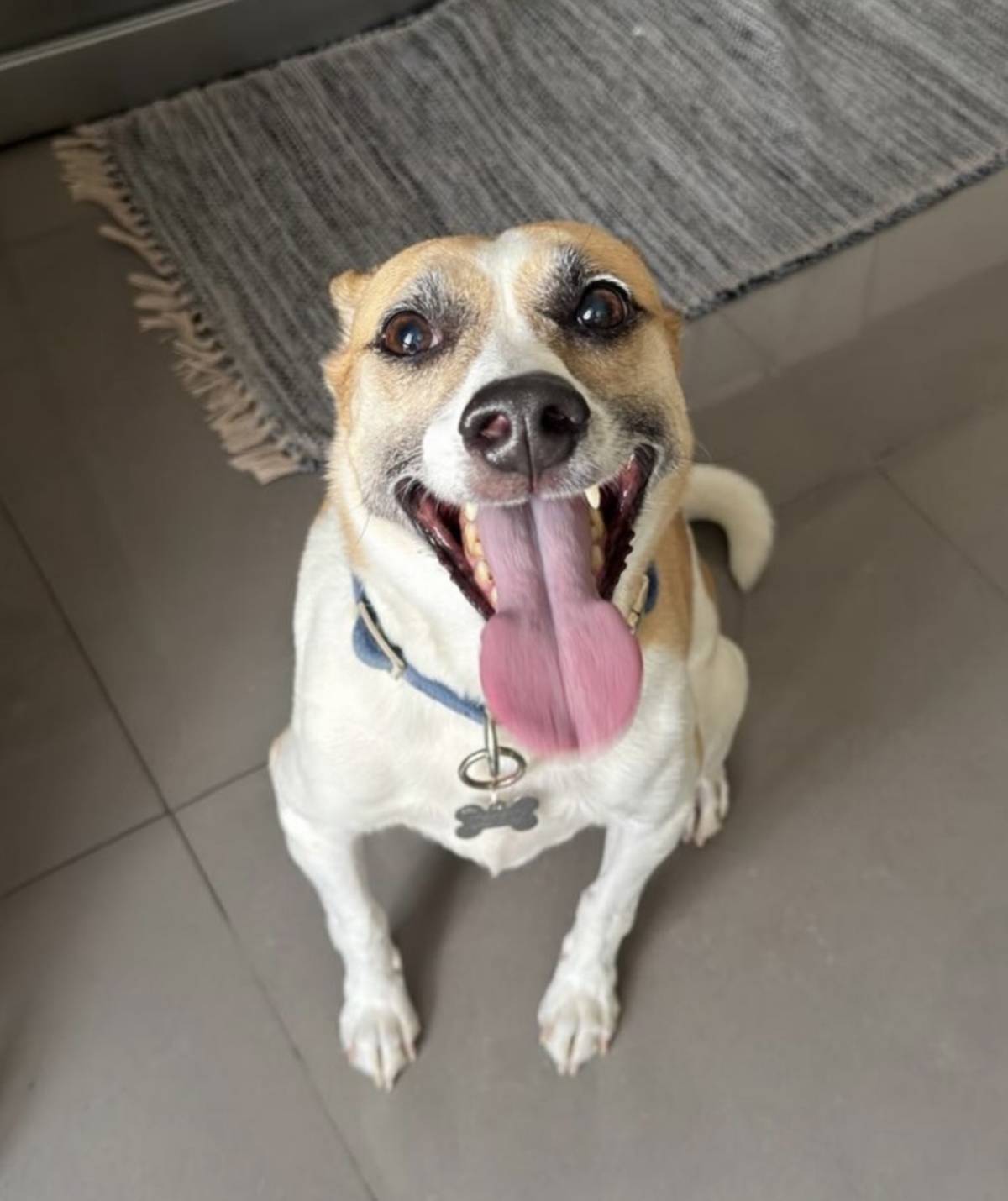 Talitapetcare - Vila Nova de Gaia - Hundesitter
