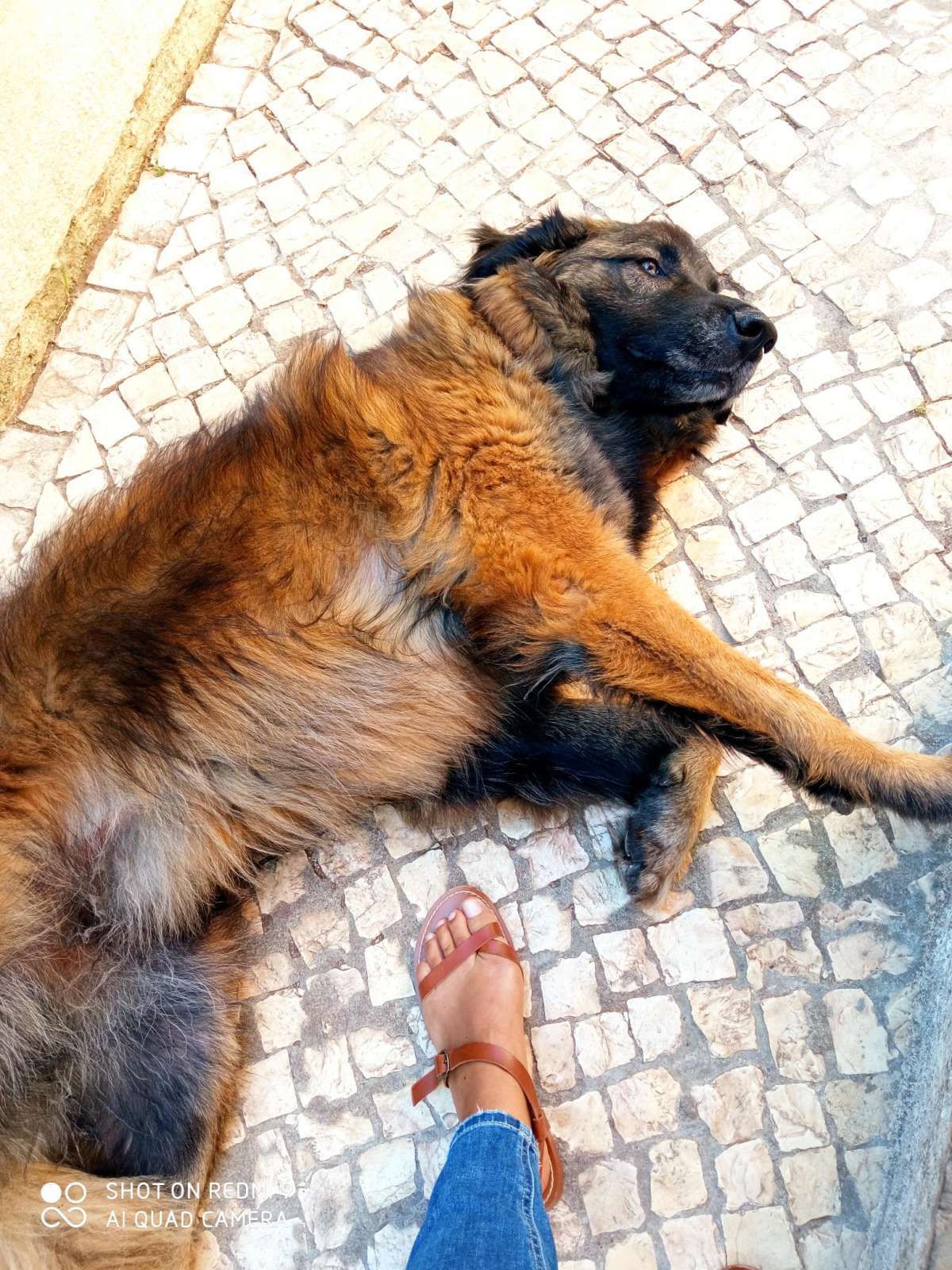 Natacha Marreiros - Oeiras - Dog Sitting