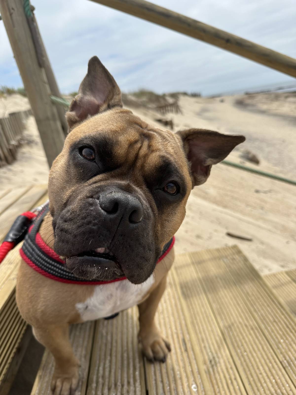 Talitapetcare - Vila Nova de Gaia - Haustierbetreuung