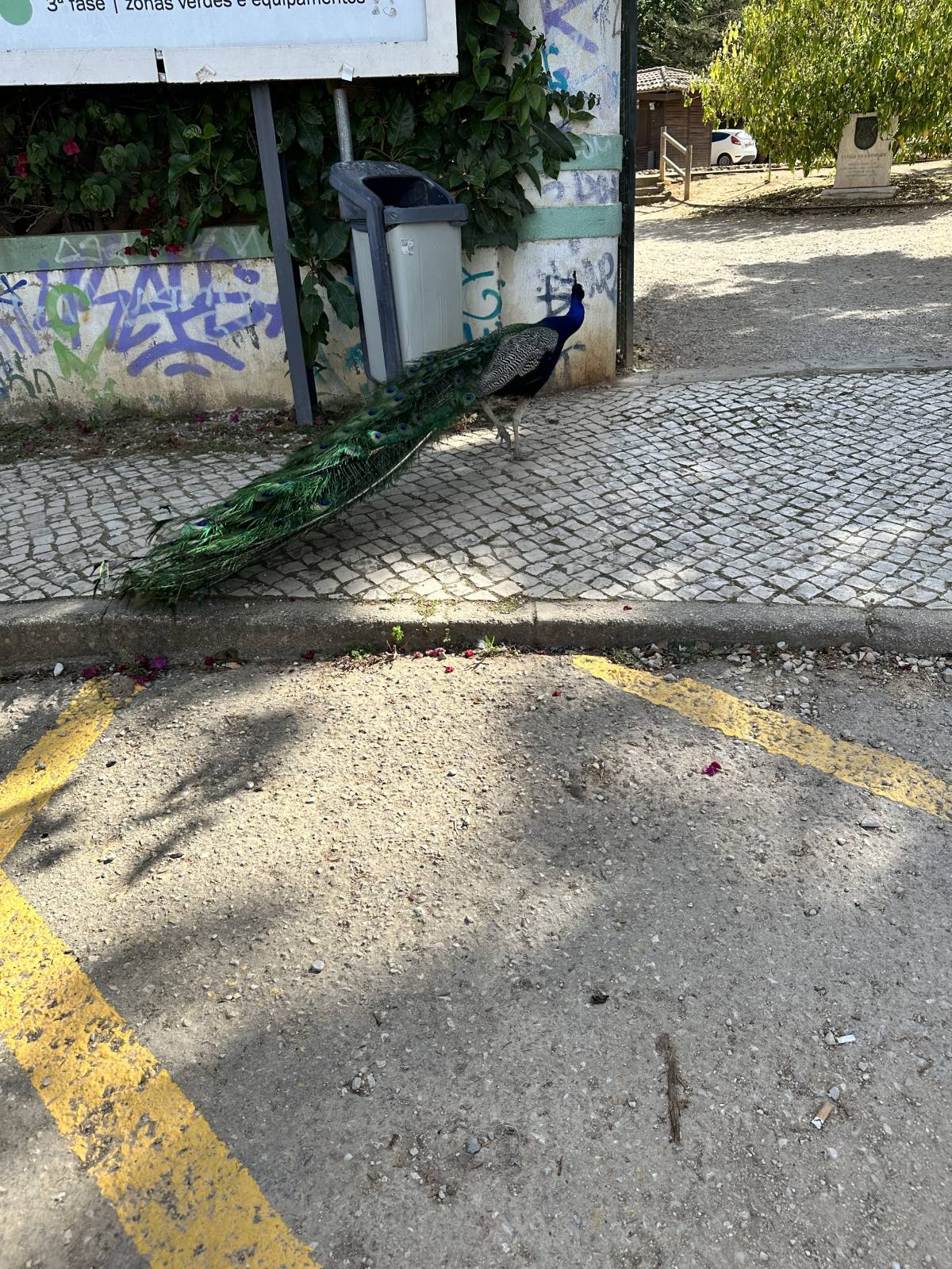 Solyd - Leiria - Dog Walking