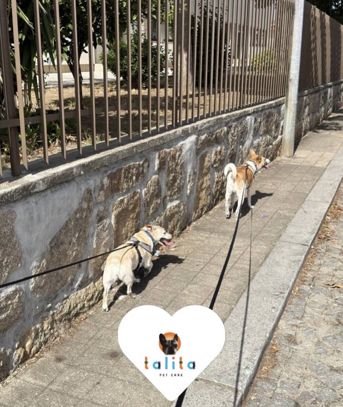 Talitapetcare - Vila Nova de Gaia - Katzensitter