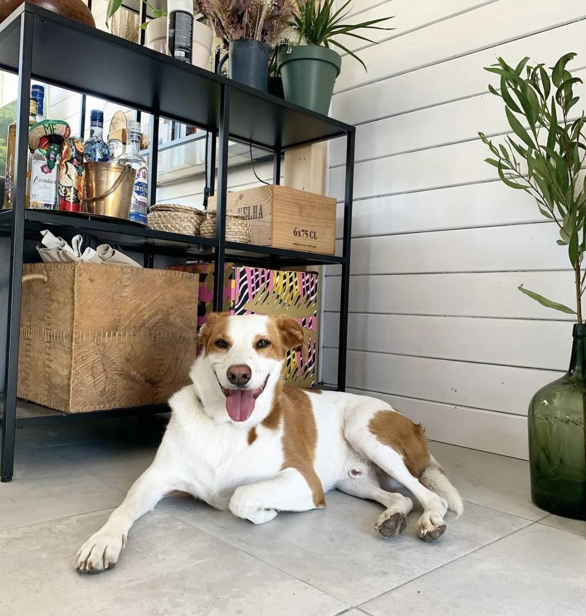 Talitapetcare - Vila Nova de Gaia - Pet Sitting