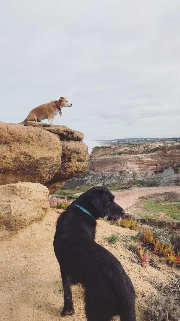Dogs, walks & waves - Peniche - Hundesitter