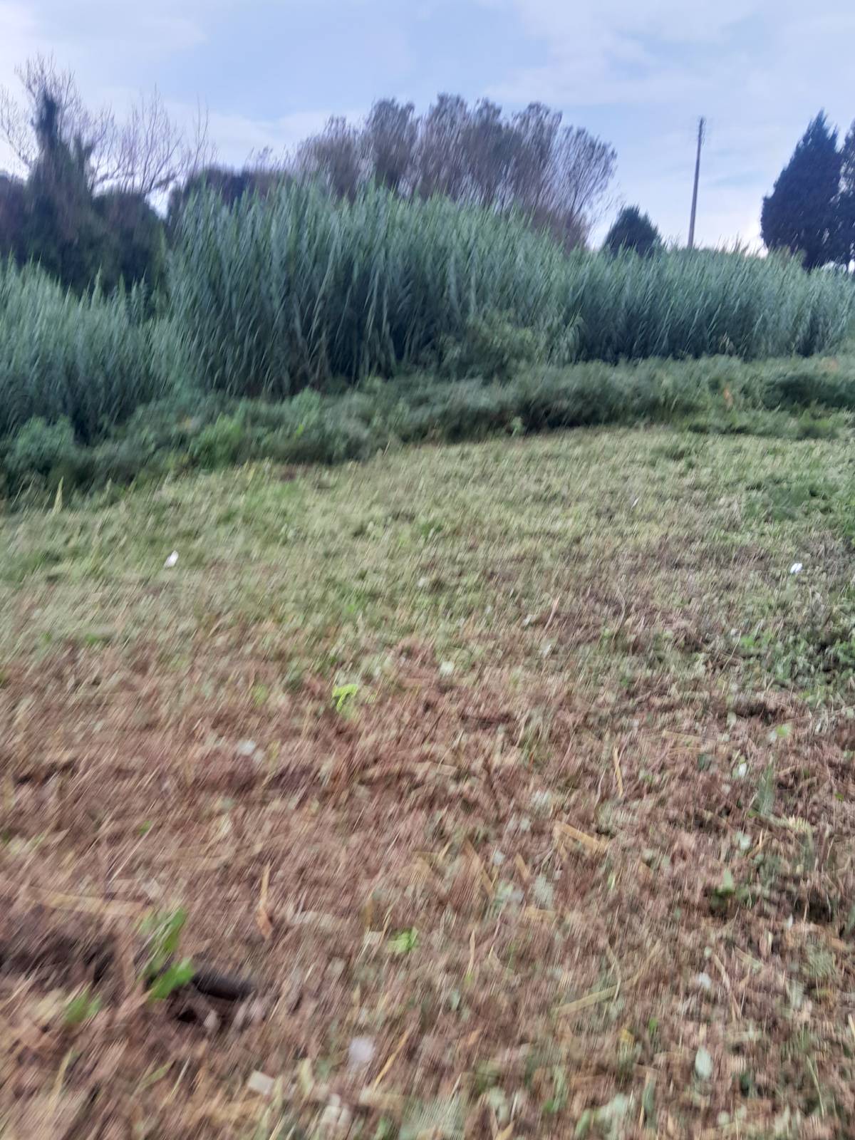 Tresa silva - Vila do Conde - Jardinagem
