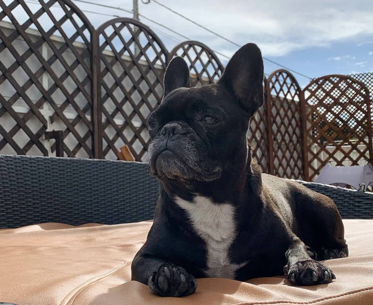 Talitapetcare - Vila Nova de Gaia - Hundeausführung