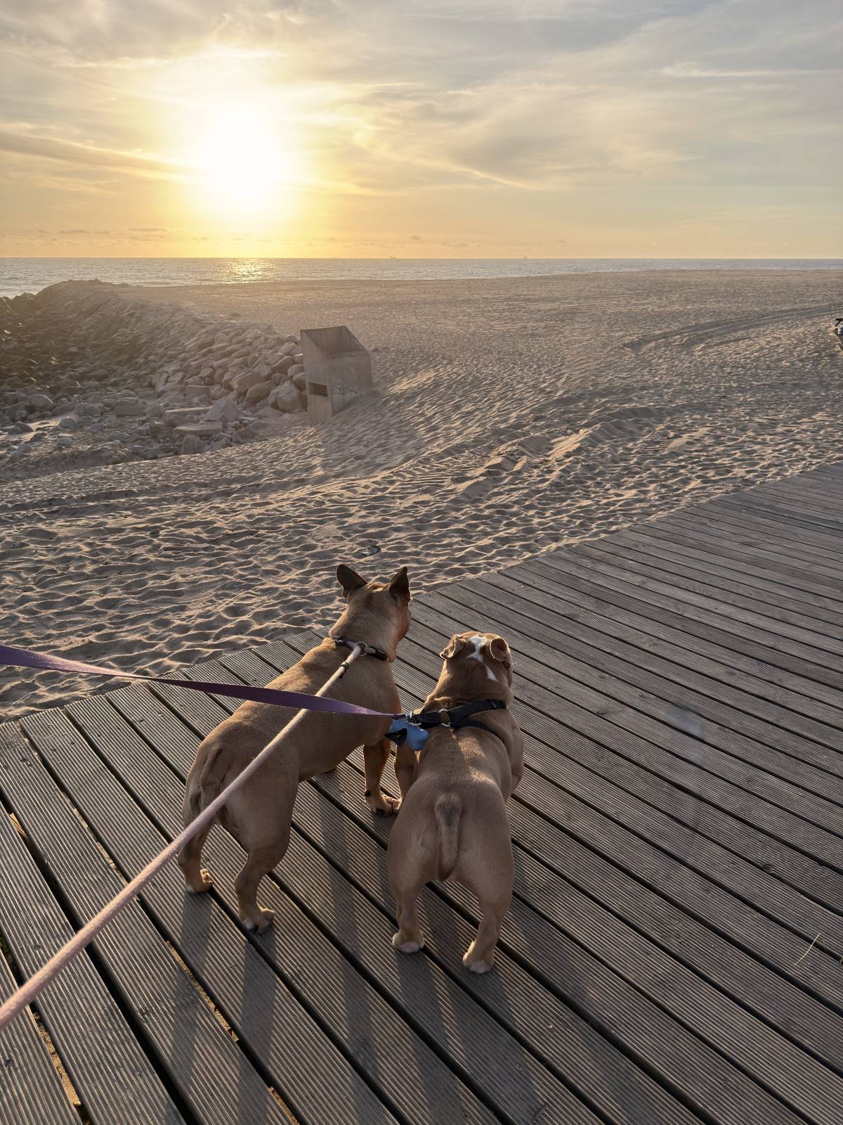 Talitapetcare - Vila Nova de Gaia - Katzensitter