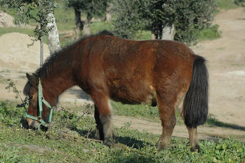 Monte da Coelha AL - Redondo - Quintas e Locais para Festas e Eventos