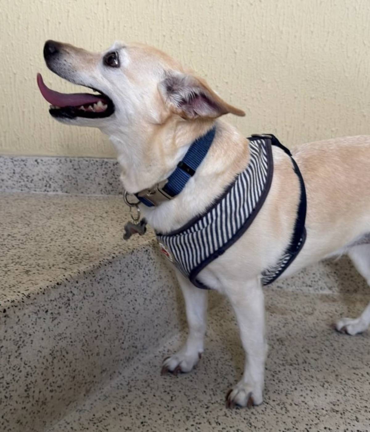 Talitapetcare - Vila Nova de Gaia - Hundeausführung