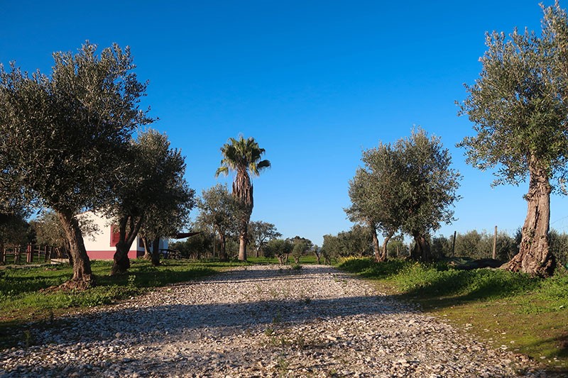 Monte da Coelha AL - Redondo - Aluguer de Espaço para Casamentos