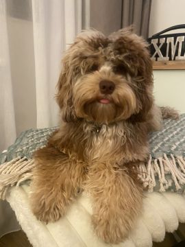 Hotel para Cães