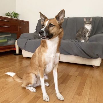 Talitapetcare - Vila Nova de Gaia - Haustiere - Pflege