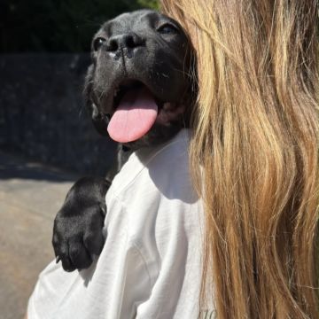 Talitapetcare - Vila Nova de Gaia - Katzensitter