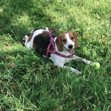 Talitapetcare - Vila Nova de Gaia - Haustiere - Pflege