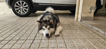 privaten Hundetrainer