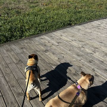 Talitapetcare - Vila Nova de Gaia - Hundesitter