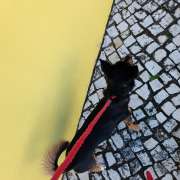 Gabriel - Cascais - Dog Walking