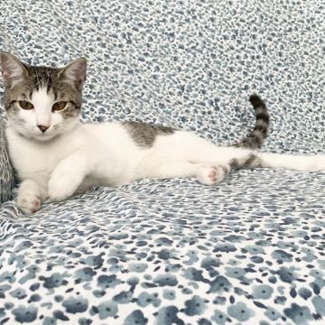 Talitapetcare - Vila Nova de Gaia - Haustierbetreuung