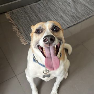 Talitapetcare - Vila Nova de Gaia - Hundesitter