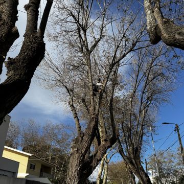 PaisagemUrbana - Gondomar - Remoção de Arbustos