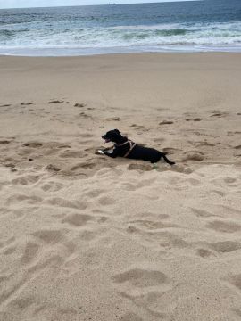 Hotel e Creche para Animais