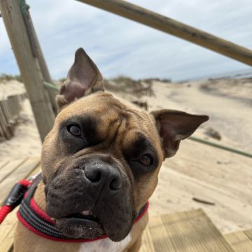 Talitapetcare - Vila Nova de Gaia - Haustierbetreuung