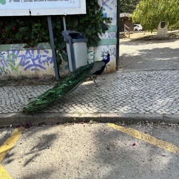 Solyd - Leiria - Dog Walking