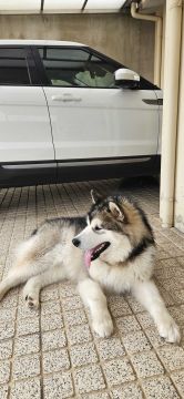 Hundetraining - Privatunterricht