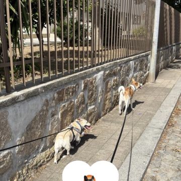Talitapetcare - Vila Nova de Gaia - Katzensitter