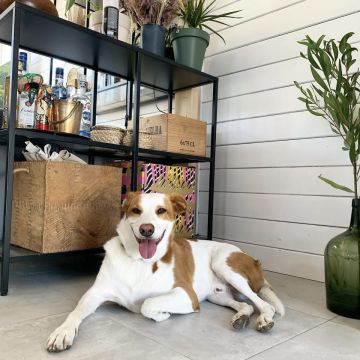 Talitapetcare - Vila Nova de Gaia - Pet Sitting