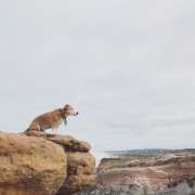 Dogs, walks & waves - Peniche - Hundesitter