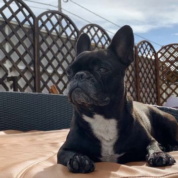 Talitapetcare - Vila Nova de Gaia - Hundeausführung