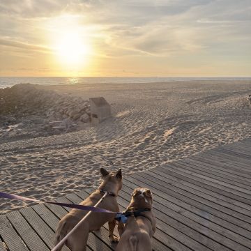 Talitapetcare - Vila Nova de Gaia - Katzensitter