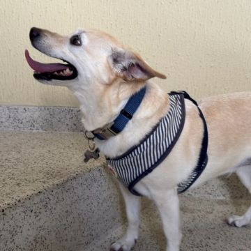 Talitapetcare - Vila Nova de Gaia - Hundeausführung