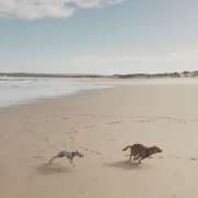 Dogs, walks & waves - Peniche - Hundepension