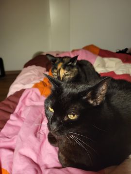 Pet Sitter