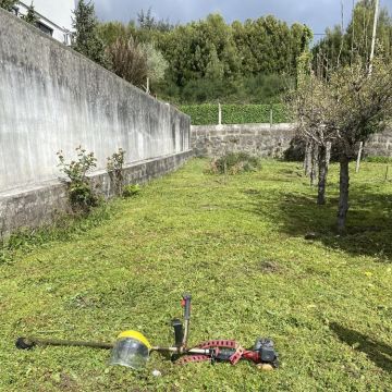 Tresa silva - Vila do Conde - Plantação de Árvores