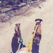 Dogs, walks & waves - Peniche - Katzensitter