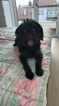 Hotel para Cães