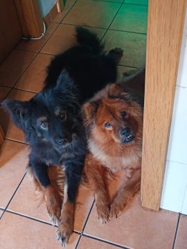 Hospedaje de perros