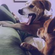 Dogs, walks & waves - Peniche - Hundeausführung