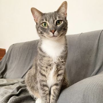 Talitapetcare - Vila Nova de Gaia - Hundesitter
