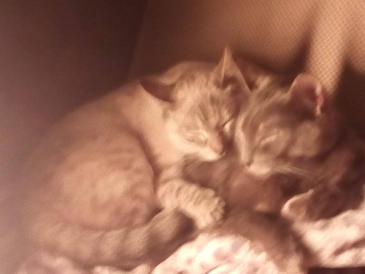 Clube-das-petsitting - Vila Nova de Gaia - Katzensitter