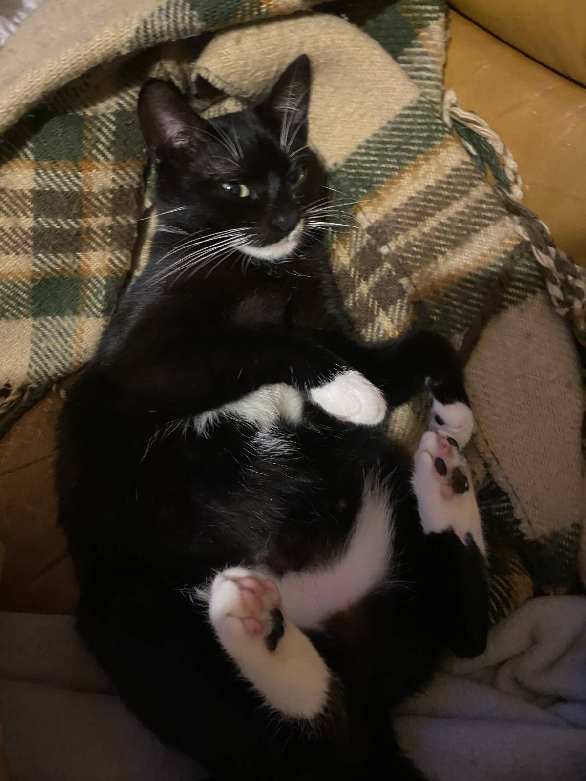 Clube-das-petsitting - Vila Nova de Gaia - Haustiere - Pflege