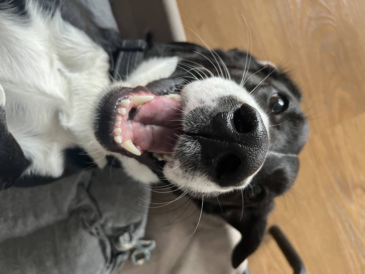 Pawsitively Pet Sitting Guimarães - Guimarães - Translation
