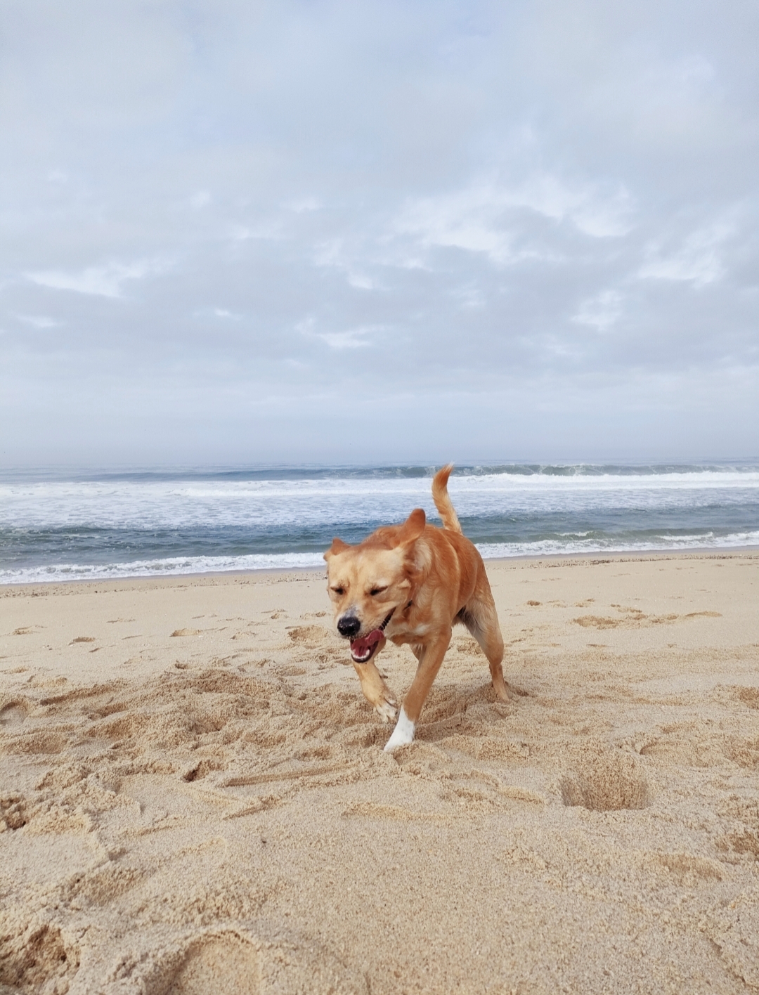 Creche canina Doggy Dog - Espinho - Hotel para Gatos