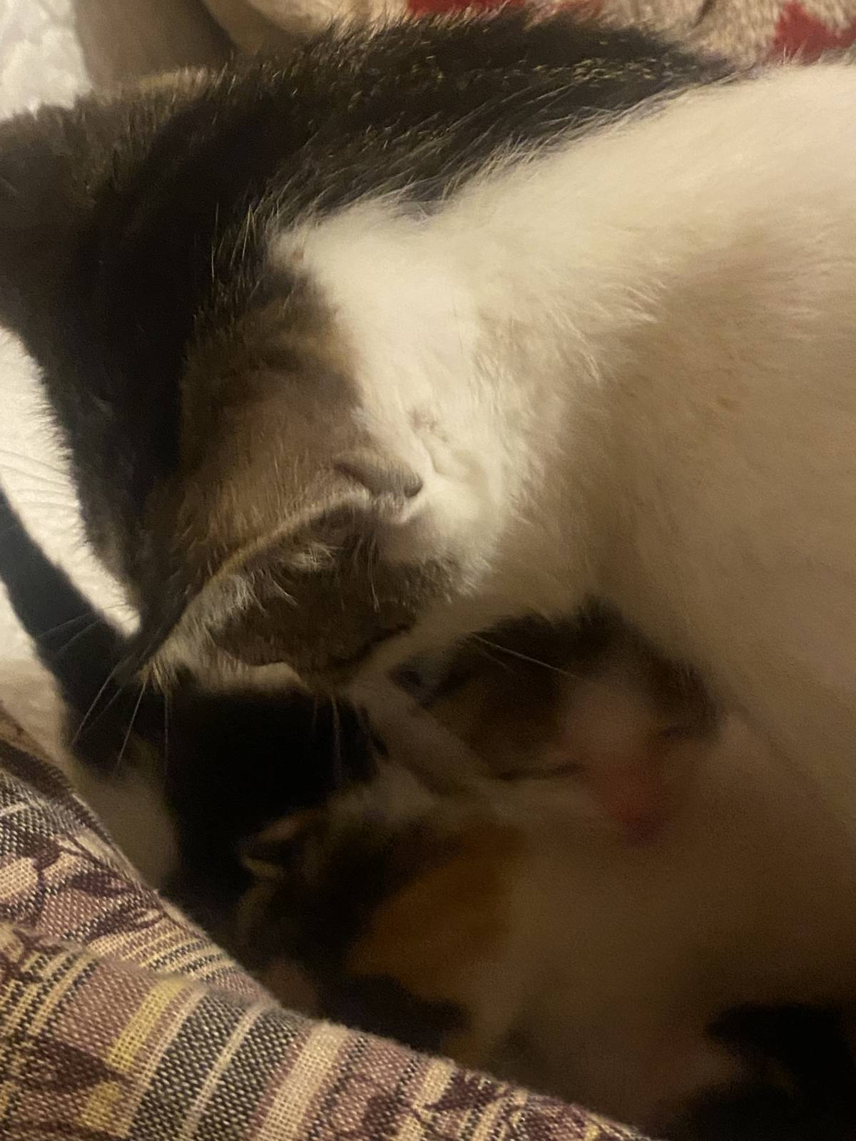 Clube-das-petsitting - Vila Nova de Gaia - Katzensitter