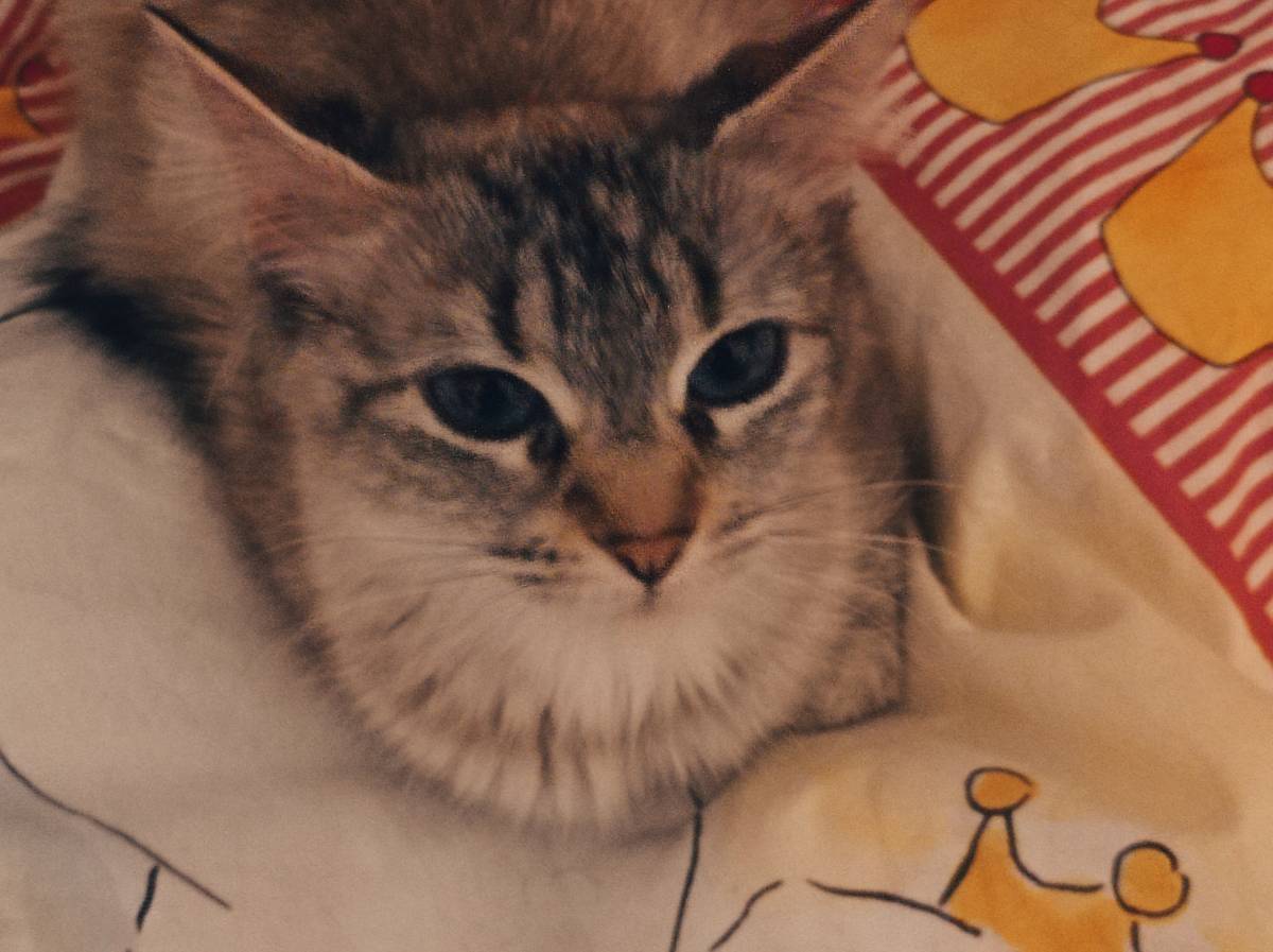 Clube-das-petsitting - Vila Nova de Gaia - Hundesitter