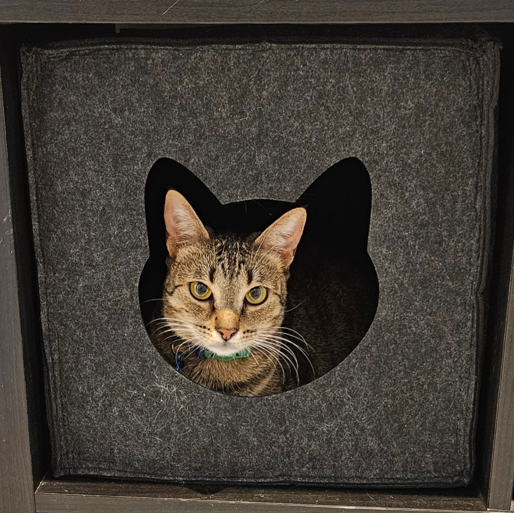 TupiCats - Pet Sitting Lisboa - Lisboa - Haustierbetreuung