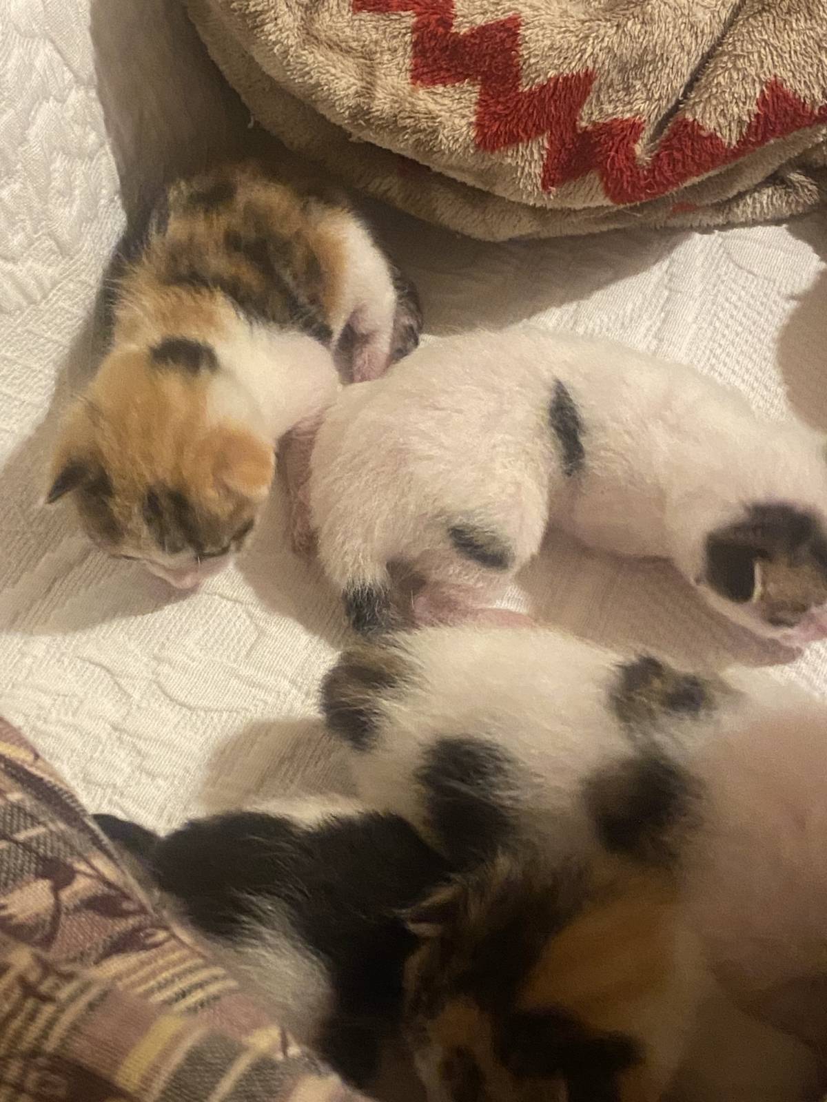 Clube-das-petsitting - Vila Nova de Gaia - Haustiere - Pflege